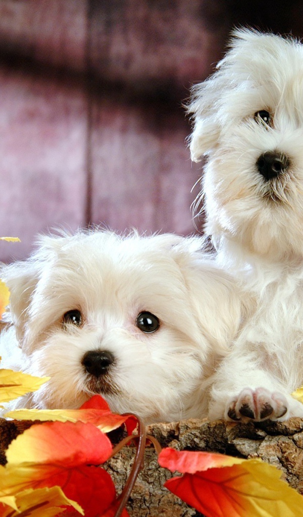 Щенки болонки среди листьев