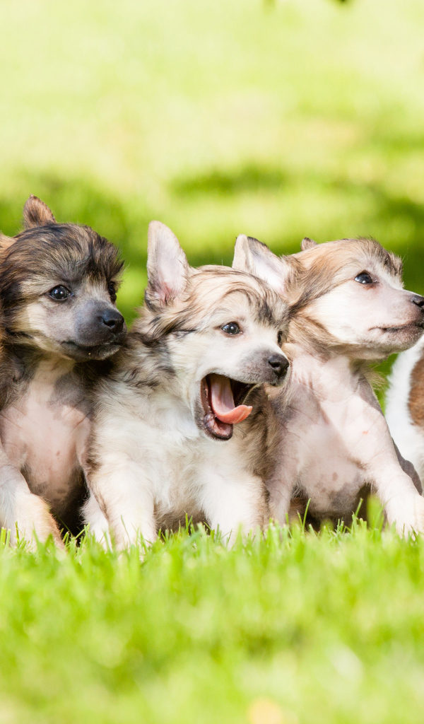 Щенки играют на траве