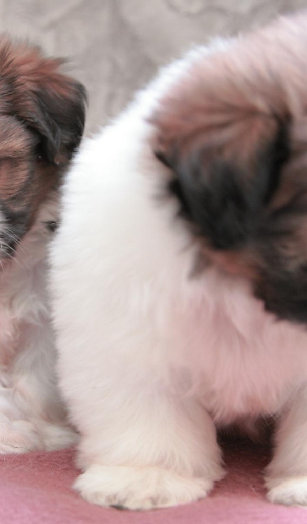 Щенки собаки шитцу