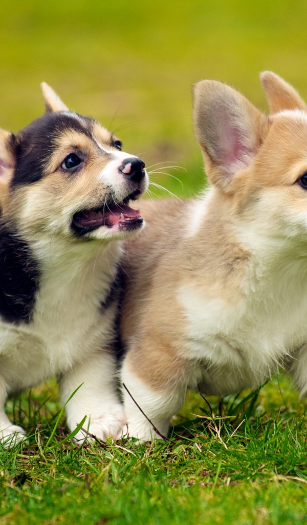 Щенки вельш-корги на газоне
