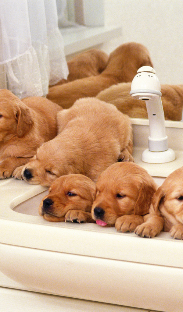Щенки хотят купаться