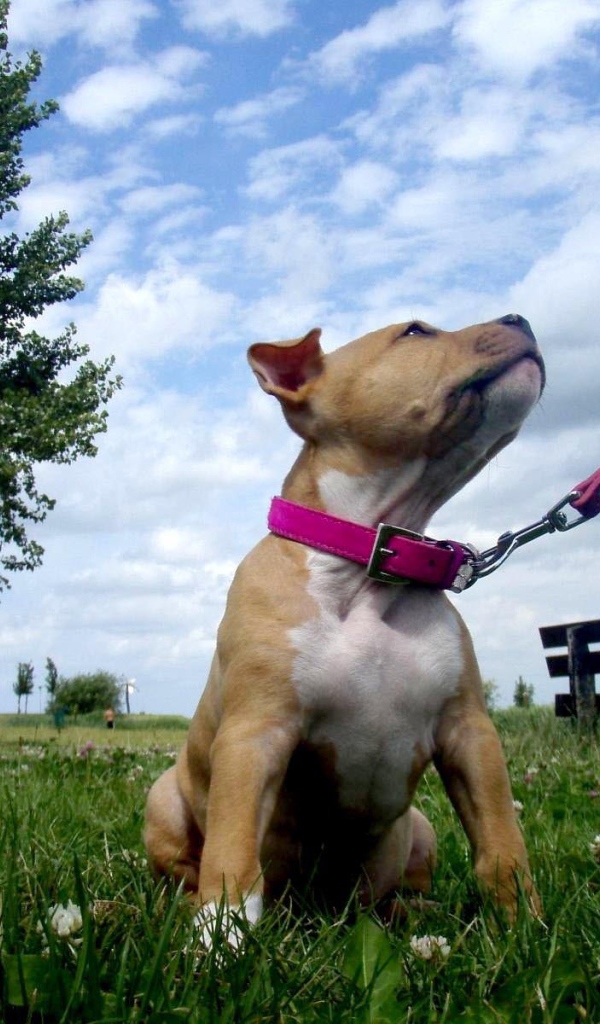 Щенок американского стаффордширского терьера на поводке