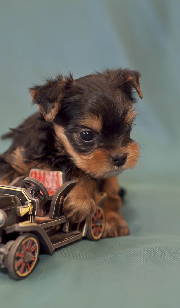 Щенок бивер йорк