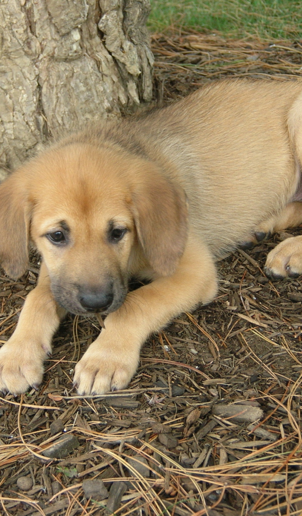 Щенок собаки чинук