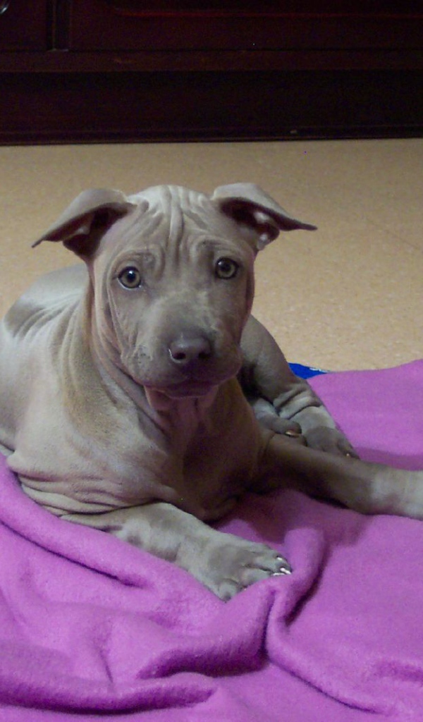 Щенок собаки тайский риджбек