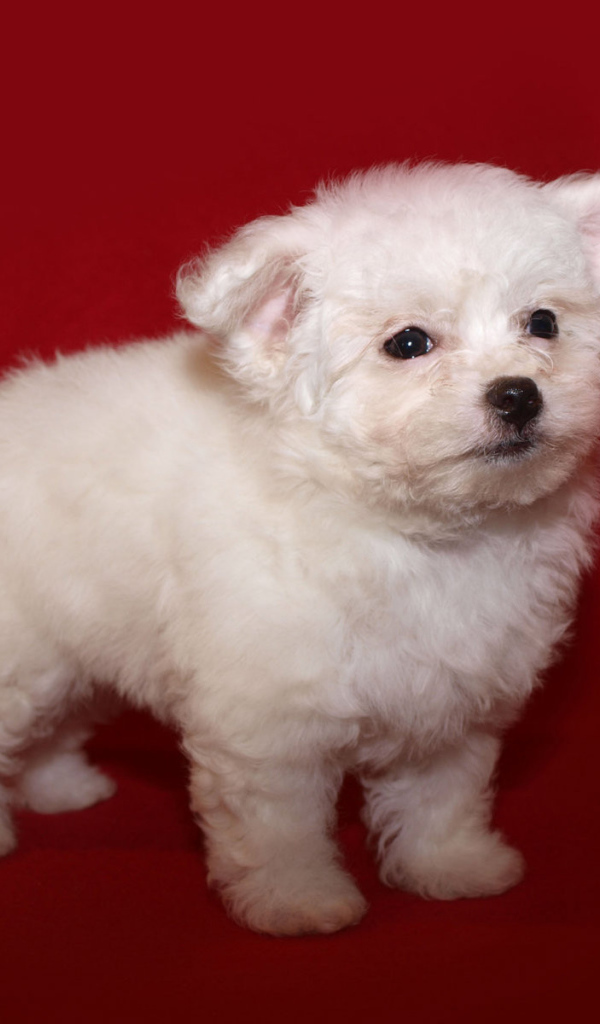 Щенок итальянской болонки