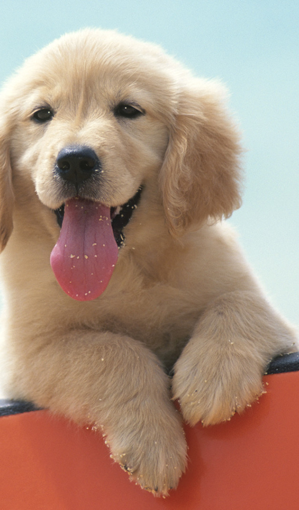 Щенок Лабрадора