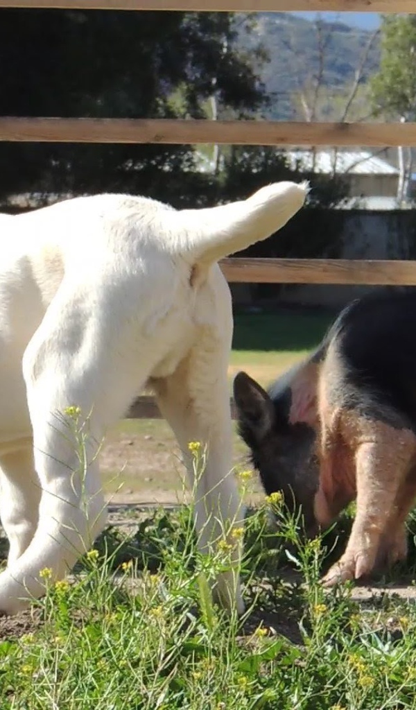 Щенок алабая у забора