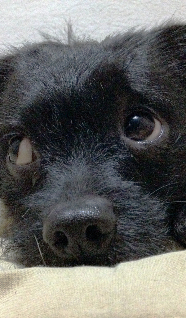 Щенок собаки аффенпинчер