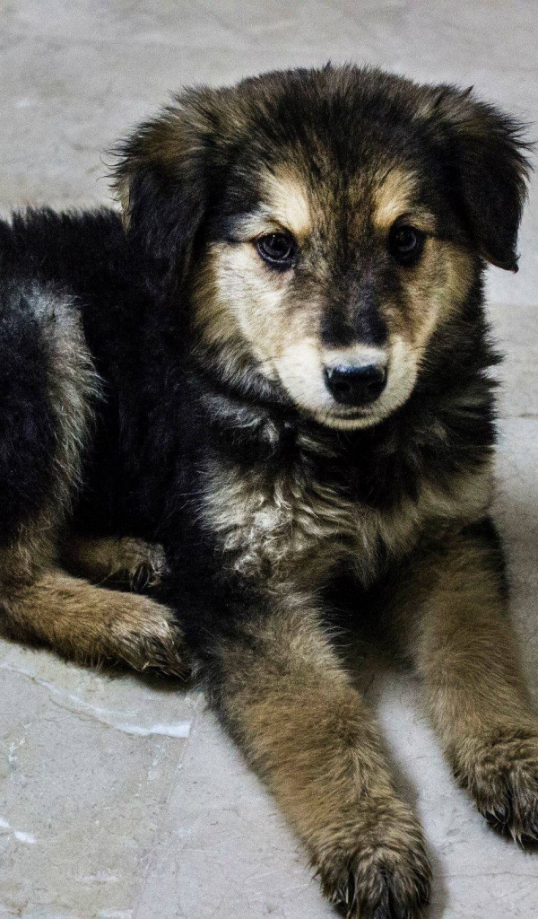 Щенок собаки муди