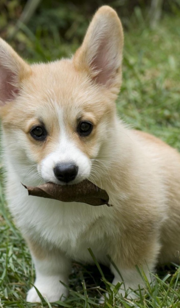 Щенок собаки вельш-корги