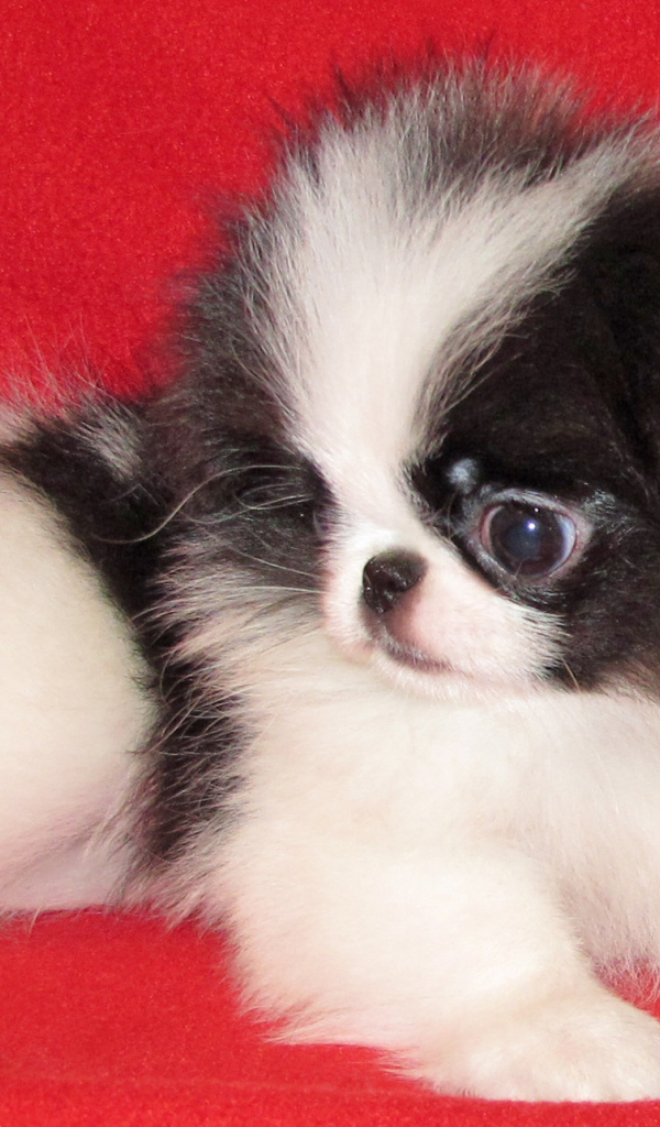 Щенок собаки японский хин