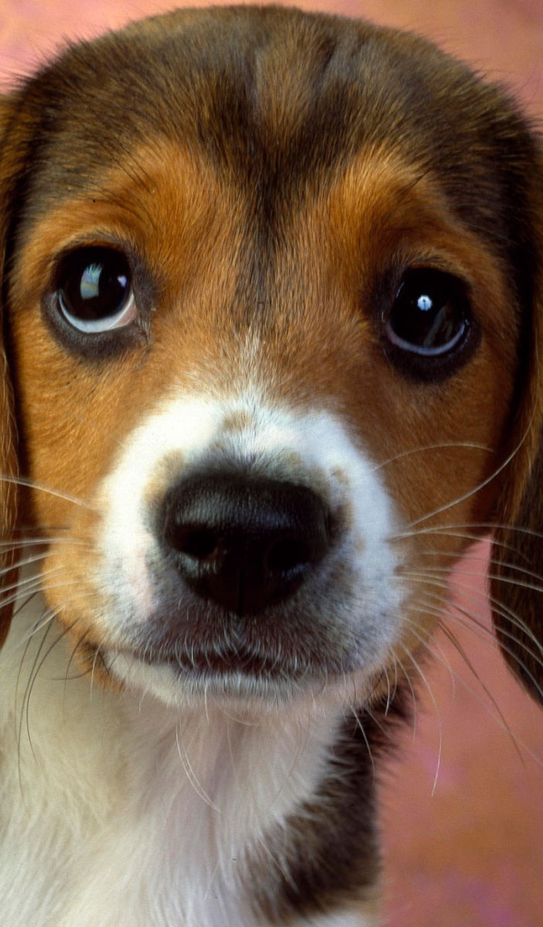 Глазастый щенок бигля 