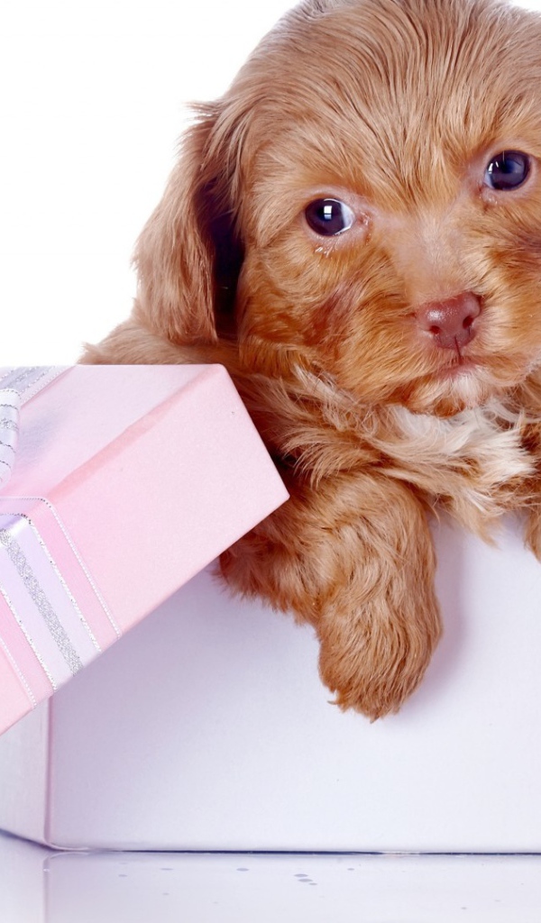 Щенок в коробке