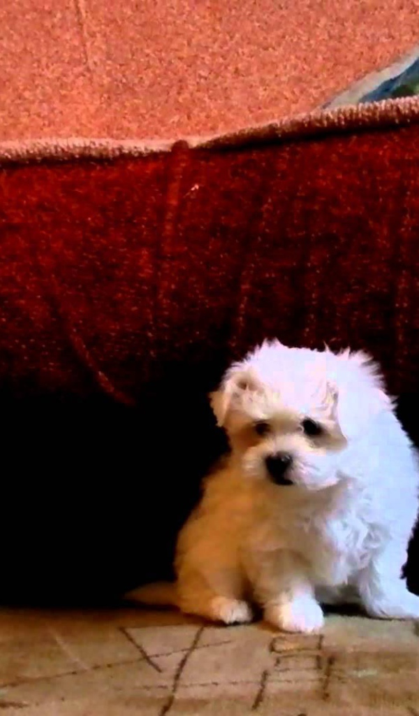 Щенок болонки под диваном