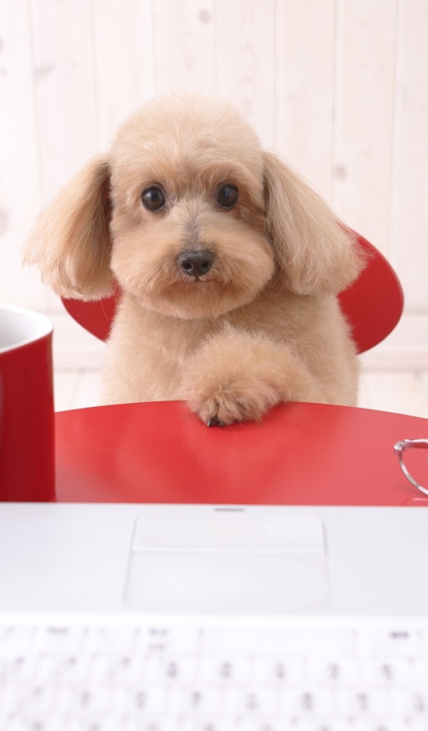 Щенок пуделя за столом