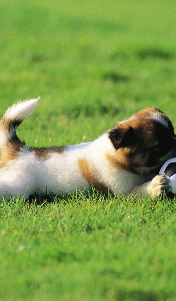 Щенок играет с мячом