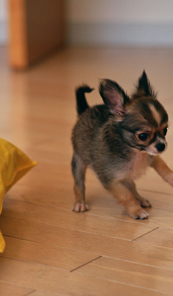 Щенок бегает по полу