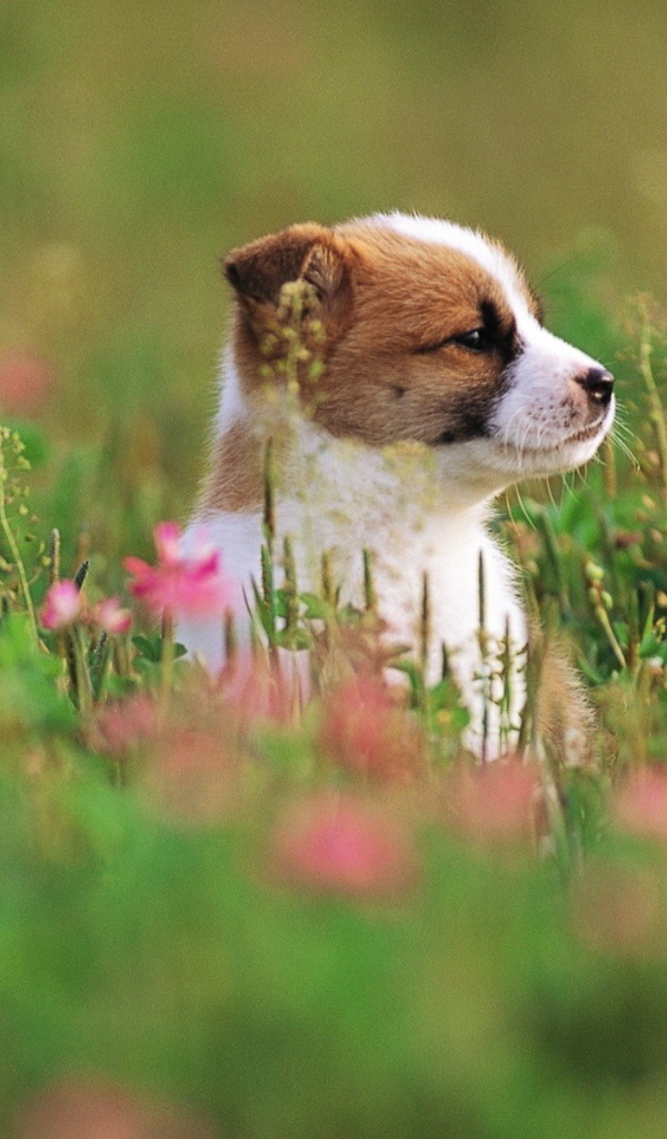 Щенок сидит в траве