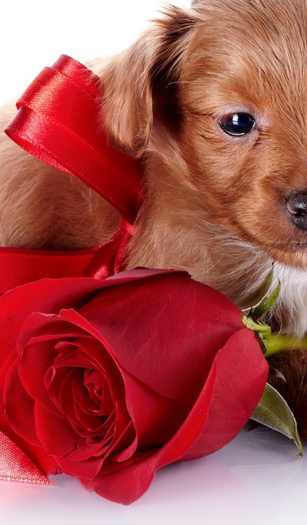 Щенок с бантом и розой