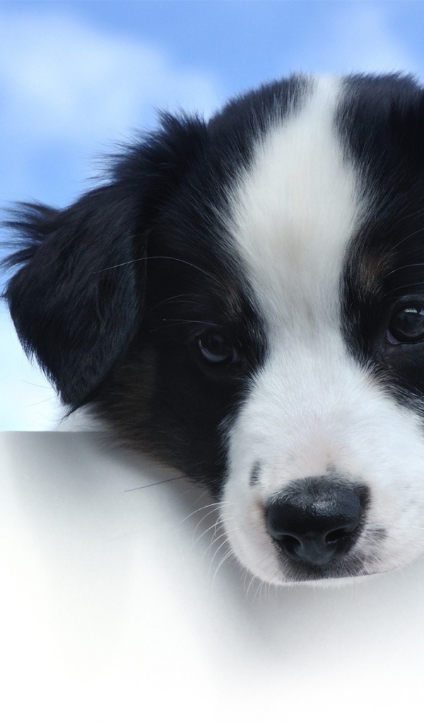 Щенок с белой мордой