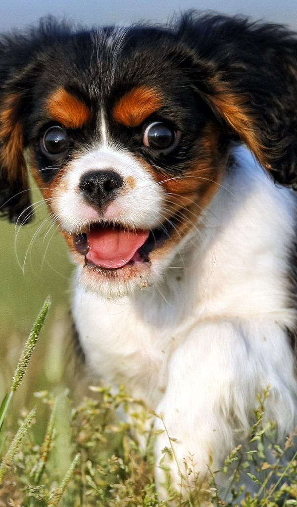 Щенок с пушистыми ушами