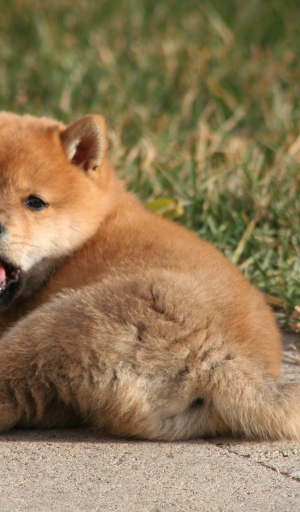 Щенок зевает