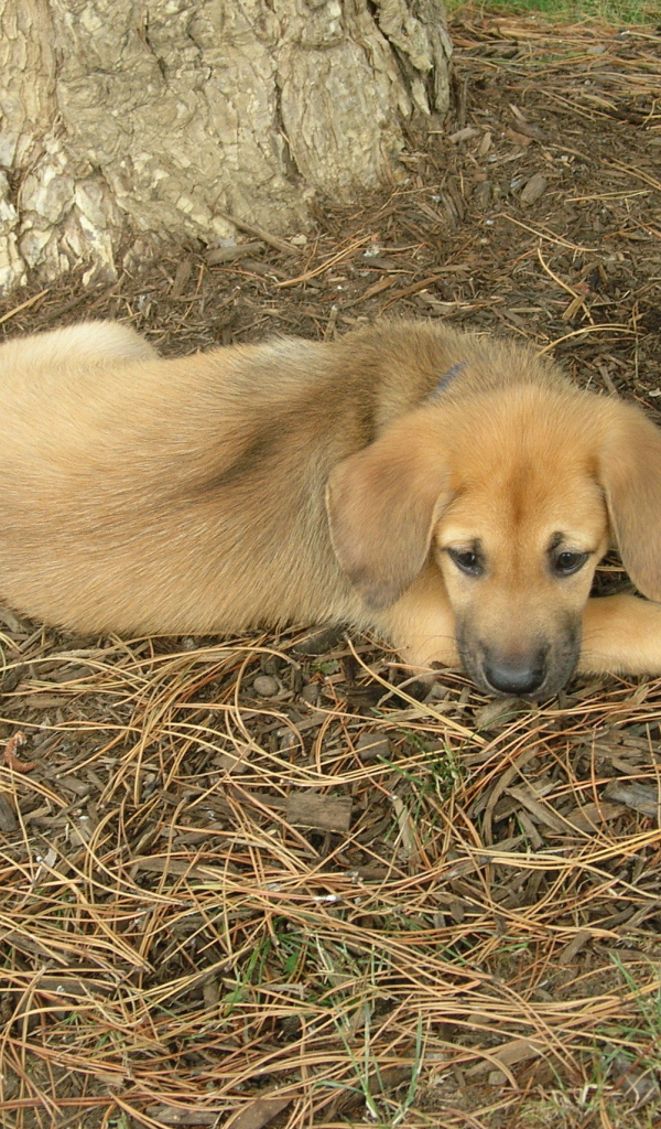 Породистый щенок чинук