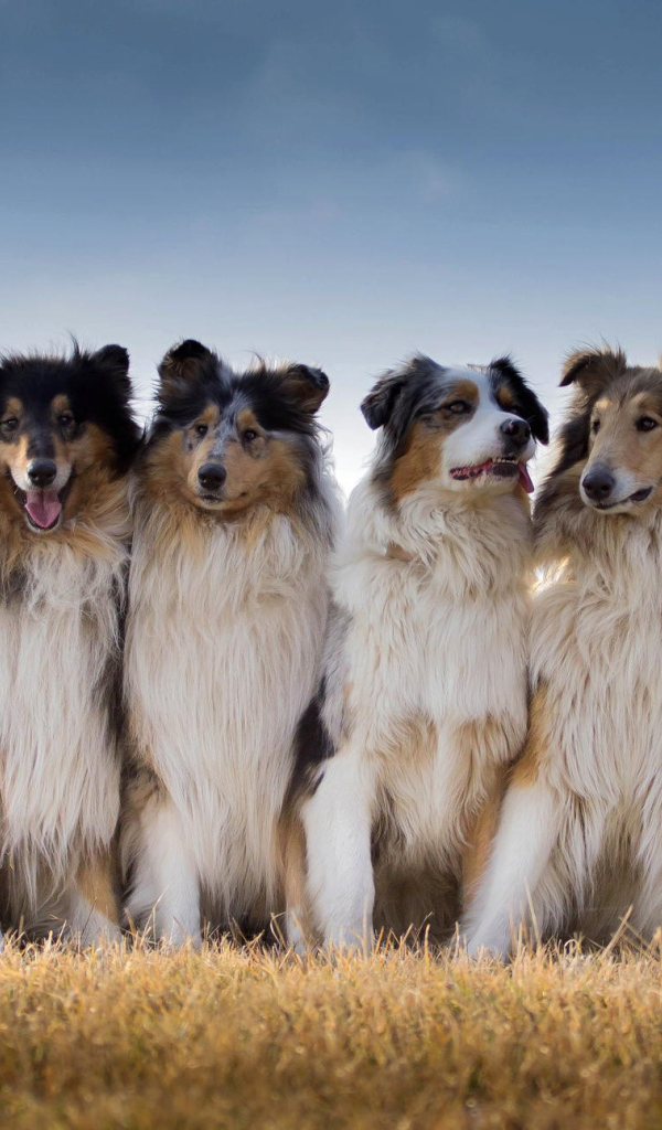 Квартет собак породы колли