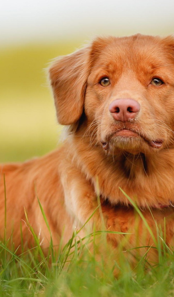 Рыжая собака и зелёная травка