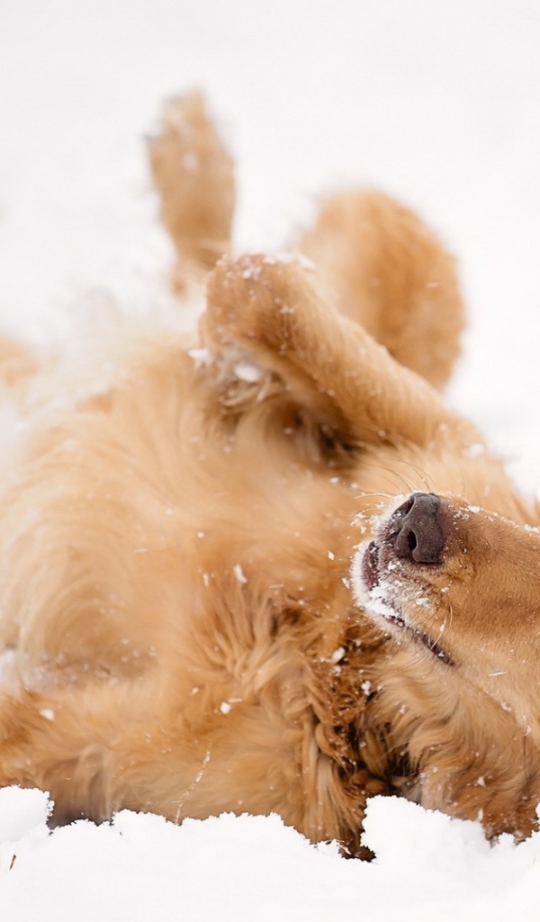 Рыжая собака лежит в снегу