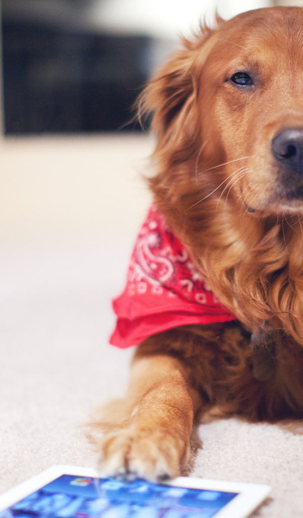 Рыжая собака с планшетом