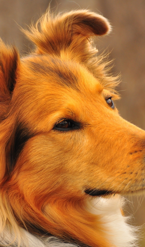 Рыжая собака колли