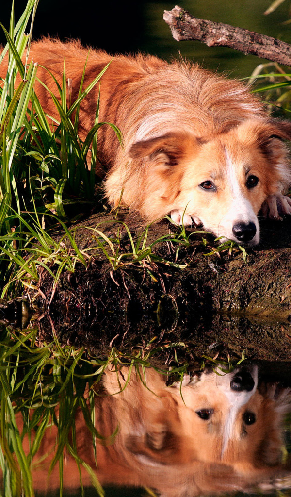 Рыжая колли отдыхает на берегу