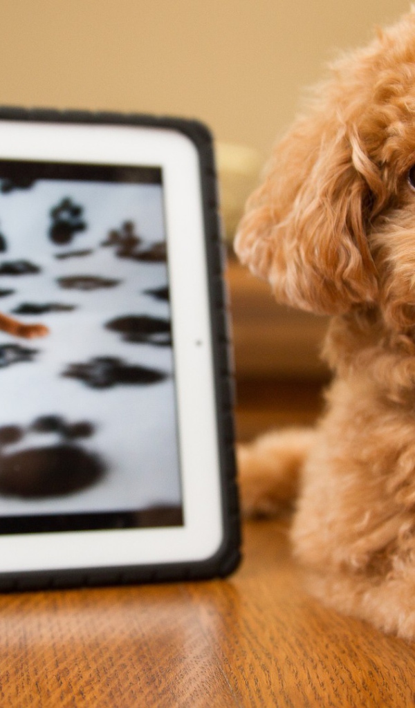 Pыжый щенок с картиной