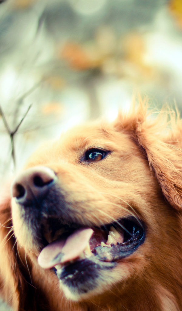 Ретривер в осеннем парке