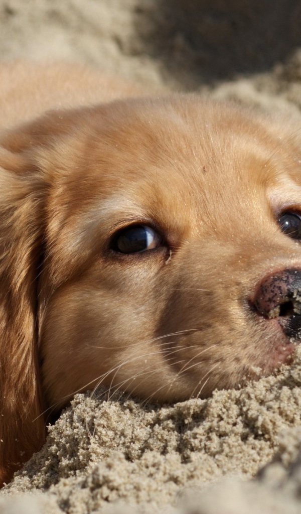 Ретривер в песке