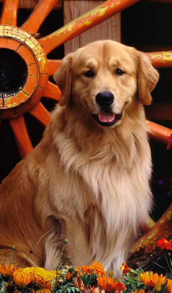 Ретривер возле колеса