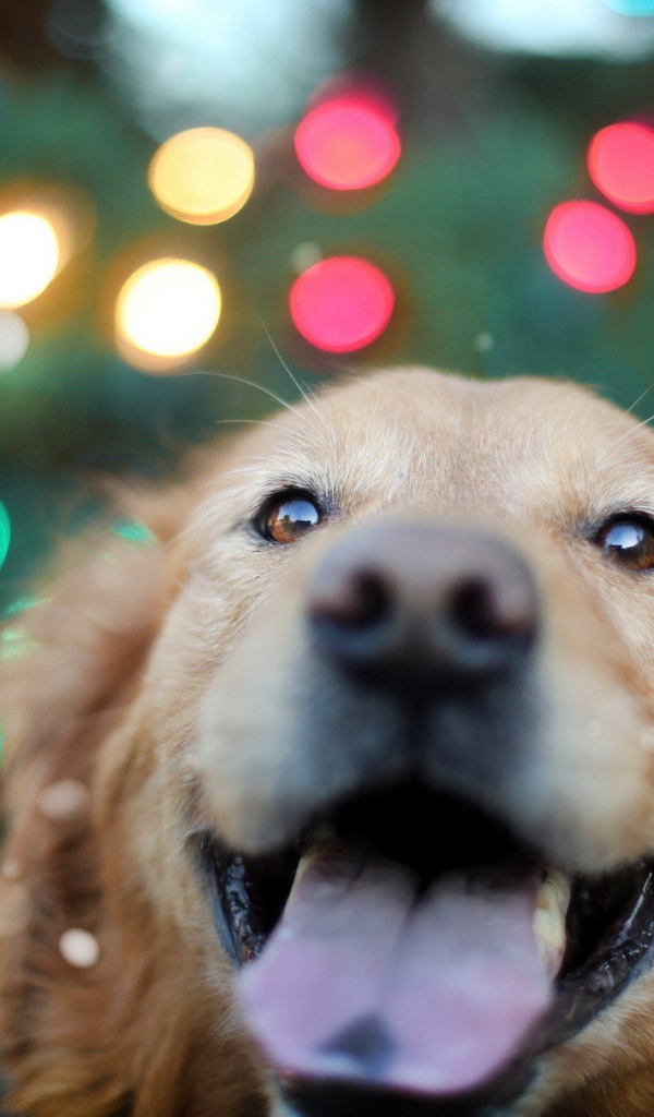 Ретривер на фоне огней