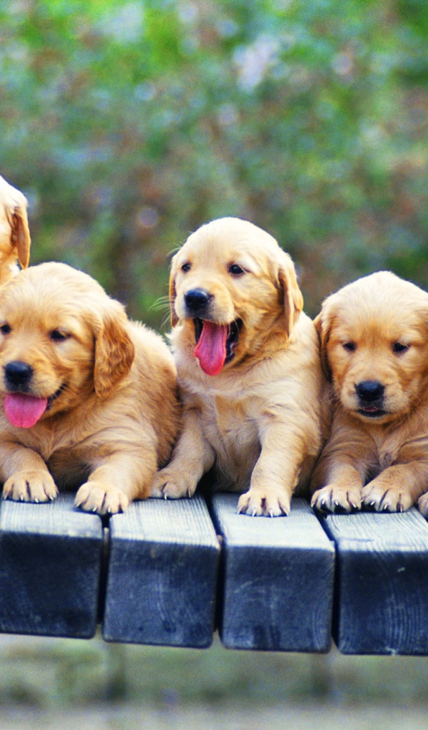 Щенки ретривера на лавке