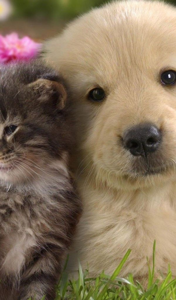 Щенок ретривера с котенком