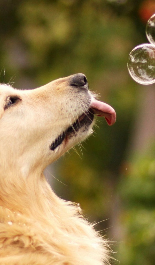 Ретривер с мыльными пузырями