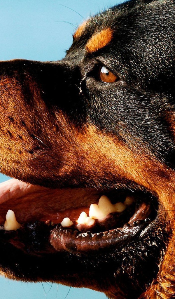 Ротвейлер на фоне неба