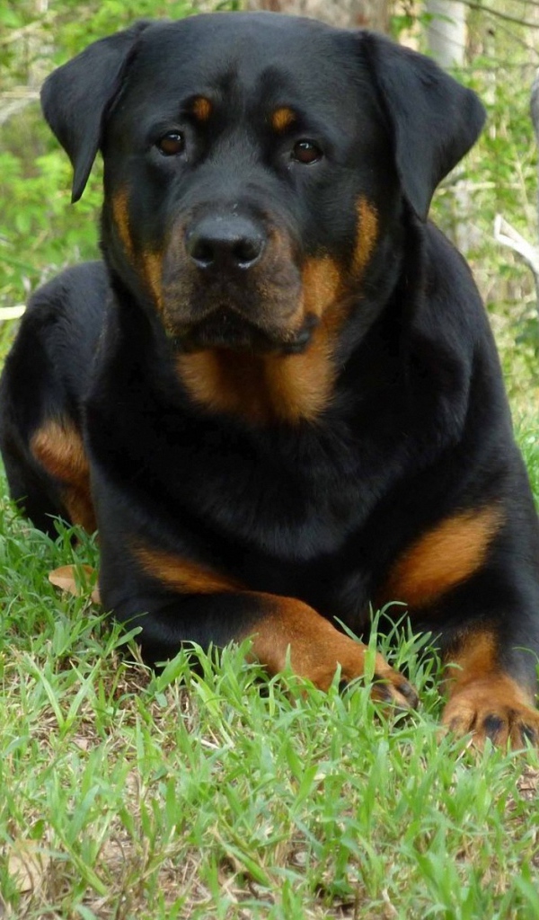 Собака ротвейлер в весеннем лесу