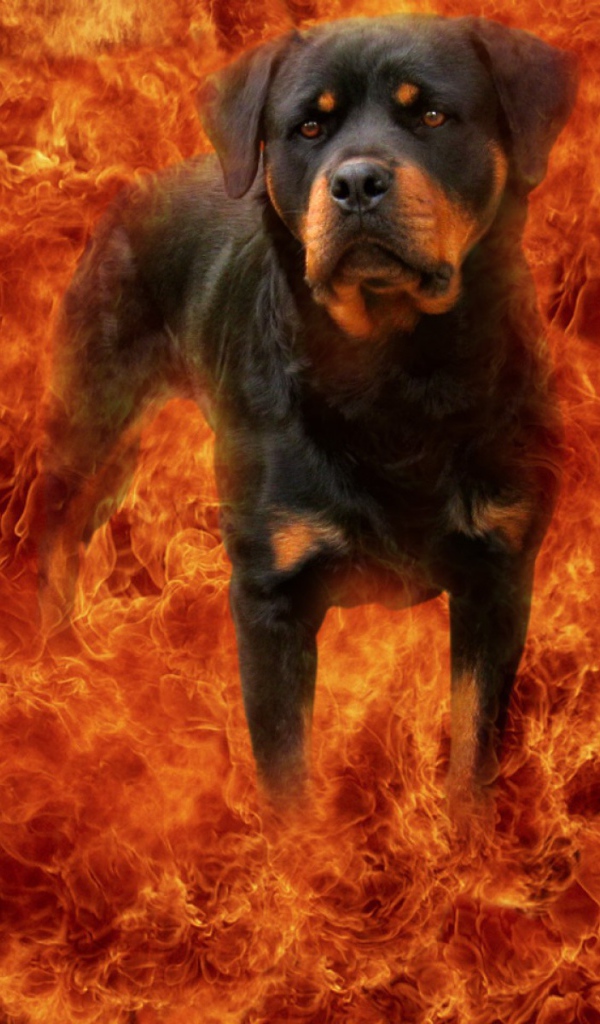 Ротвейлер в огне