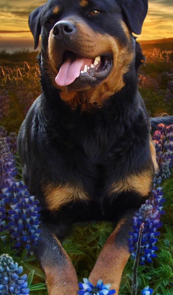 Ротвейлер в цветах
