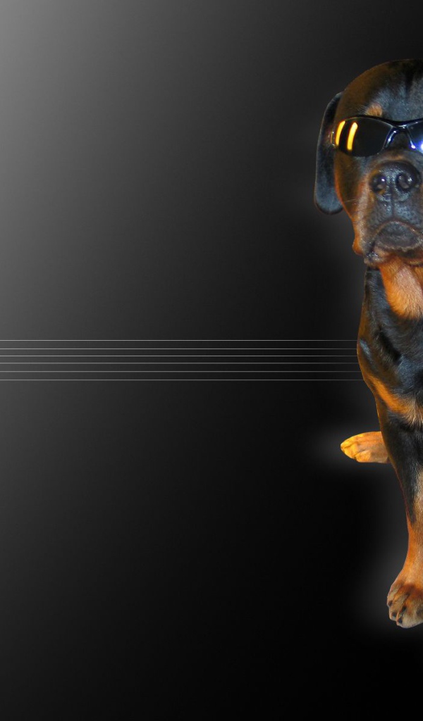 Ротвейлер в очках