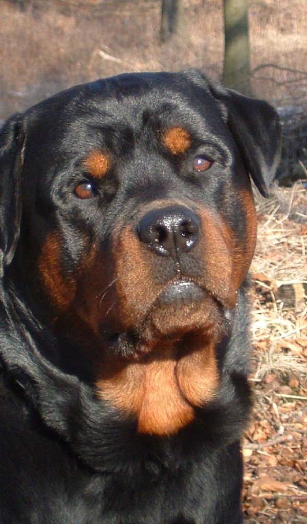 Ротвейлер в лесу