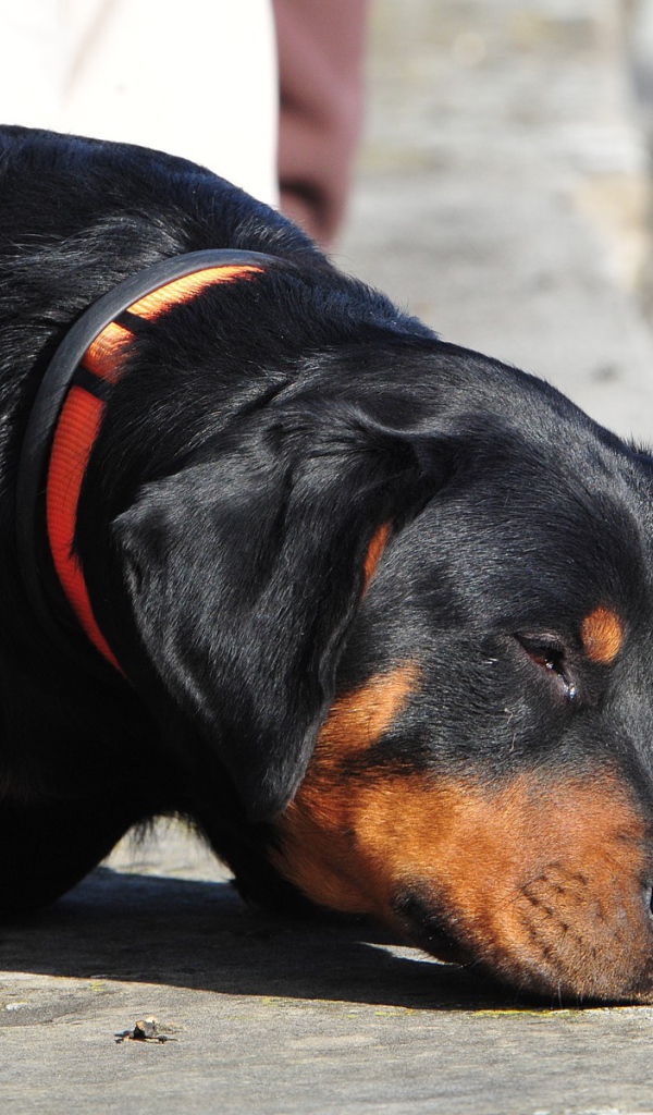 Ротвейлер смотрит прищурившись