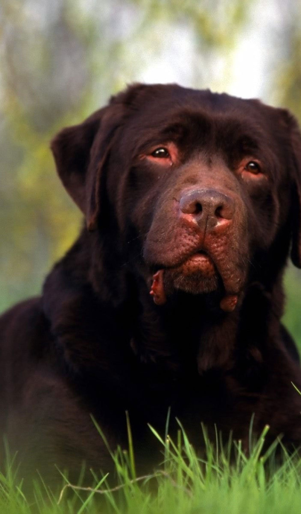 Ротвейлер лежит на поляне